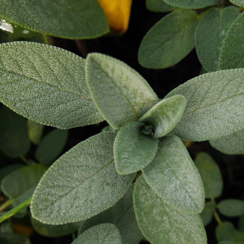 Aceite esencial de salvia