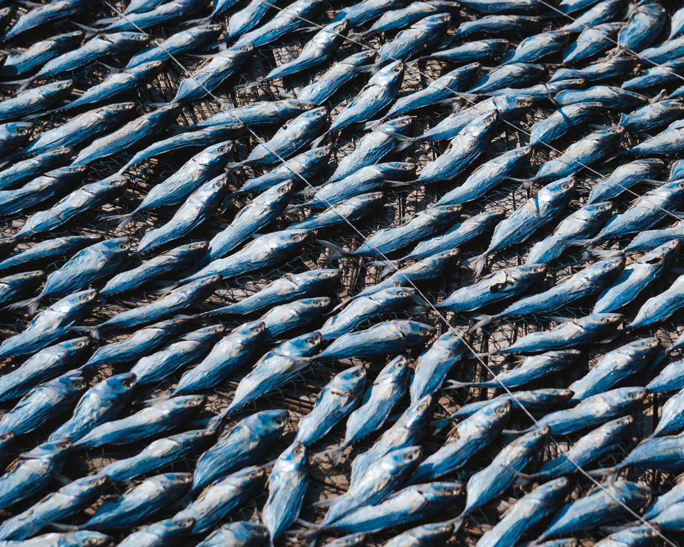Sardinas y caballa, pescado azul rico en omega-3
