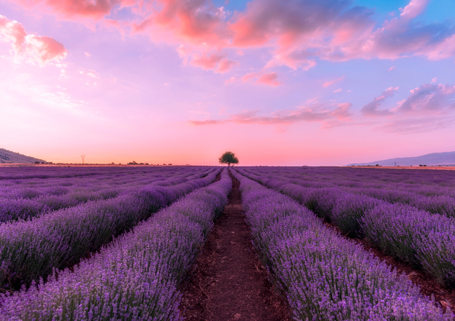 1. Aceite de lavanda