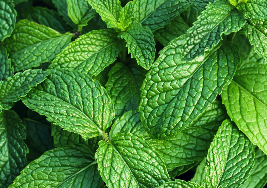 3. Aceite de menta