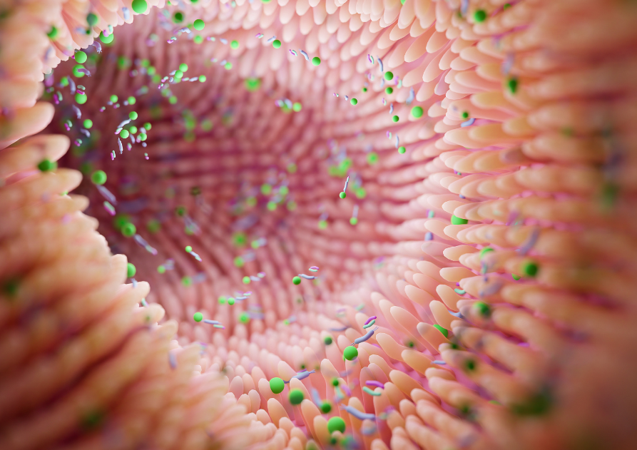 Microbiota de la piel vista al microscopio, con bacterias sobre tejido rosado