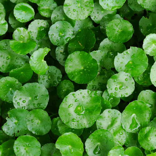 Centella Reversa