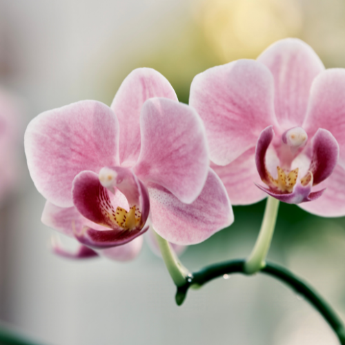 Extracto de orquídea
