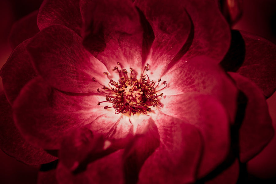 Rosa roja abierta en primer plano