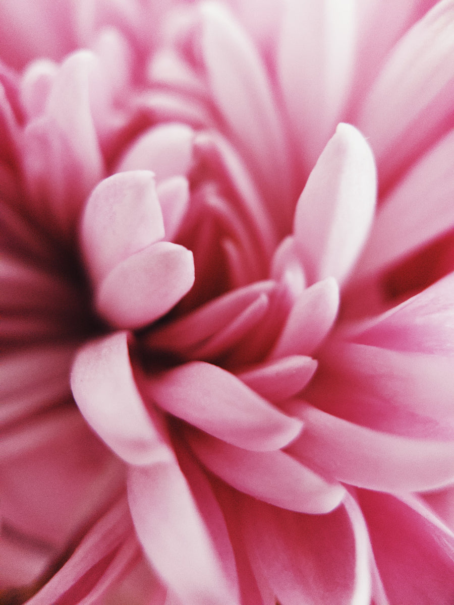 Flor rosa en primer plano