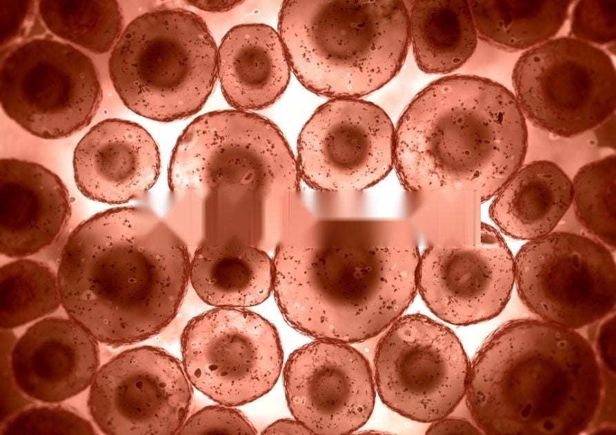 Células vistas al microscopio, en tonos rojizos