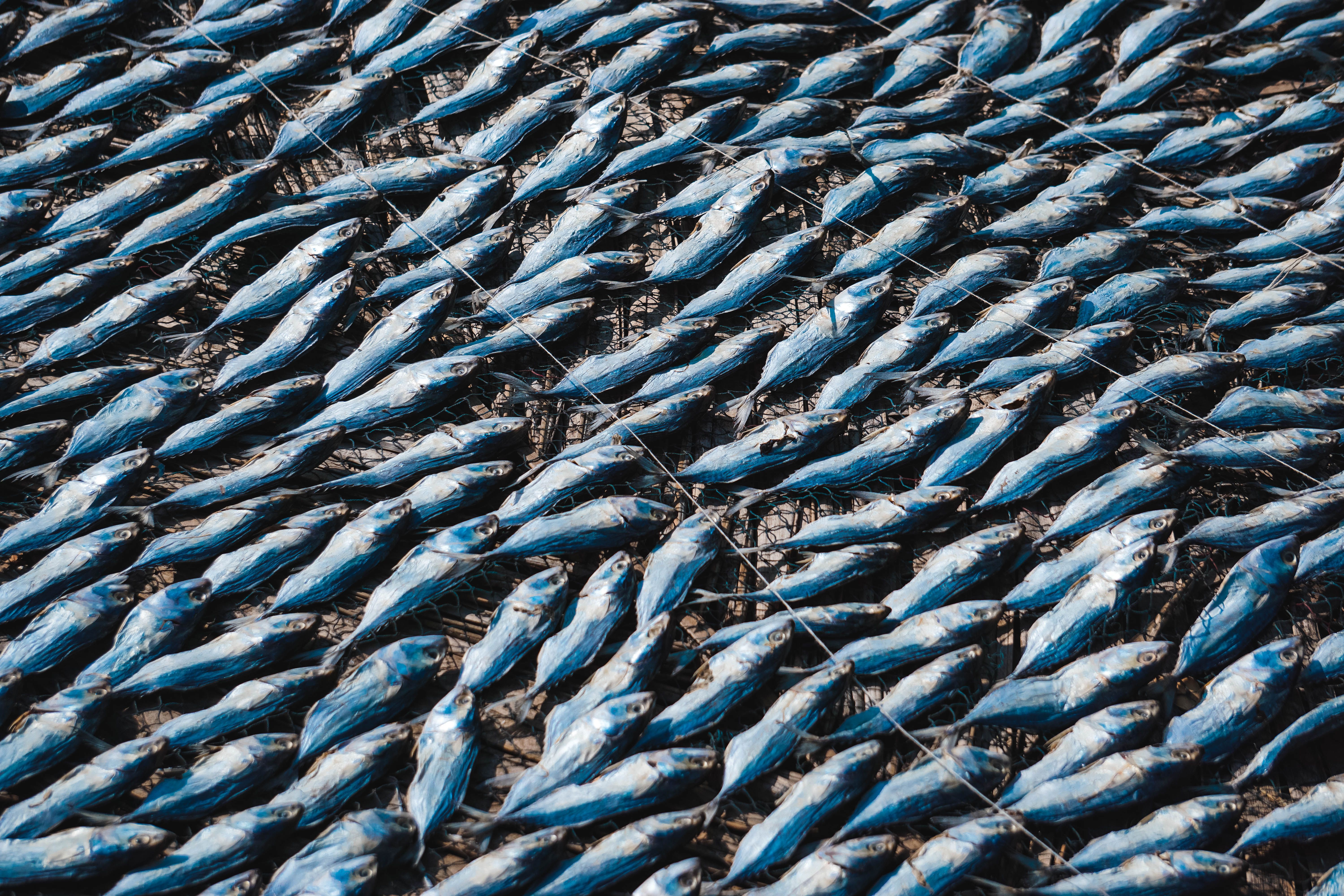 Pescado azul