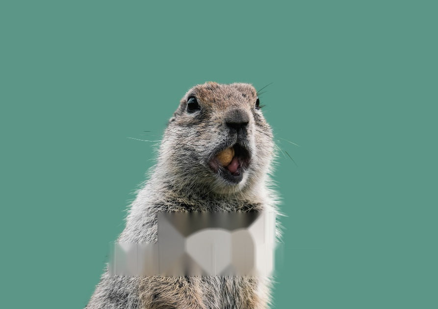 Marmota mirando a cámara sobre fondo verde