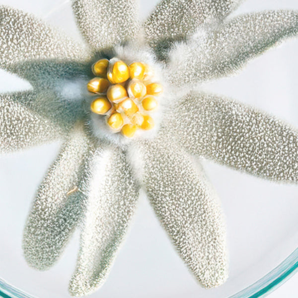 Flor de edelweiss en una placa de laboratorio