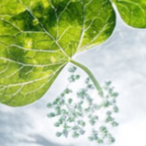 Hoja de centella asiática en una placa de laboratorio