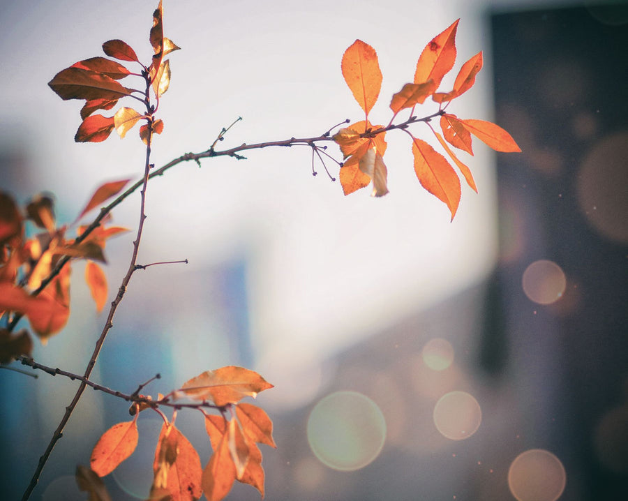 Hojas de otoño a contraluz